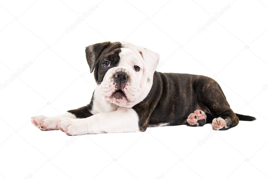 Cute english bulldog puppy dog lying down facing the camera isolated at a white background