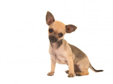 Kameraya bakarak şirin kahverengi chihuahua köpek yavrusu köpek oturma ayırmak