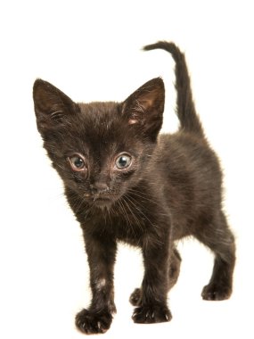 Virüs bir hapşırma hastalığı ile sevimli siyah yavru kedi kedi