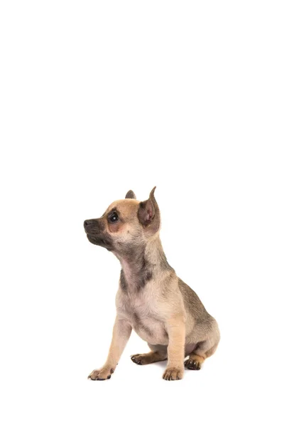Bonito cachorro chihuahua marrom sentado olhando para cima isolado em um — Fotografia de Stock