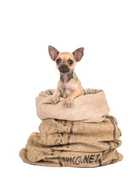 Милий цуценя чихуахуа собака в сумці ізольований на білій спині — стокове фото