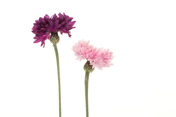 Dois florescendo rosa e um cornflowers roxo em um fundo branco — Fotografia de Stock