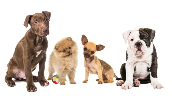 Fila de 4 raças diferentes de cachorros — Fotografia de Stock