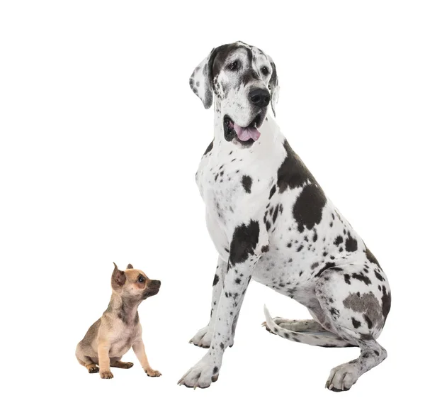 Bigest Danua ve en küçük chihuahua köpek oturma üzerinde izole