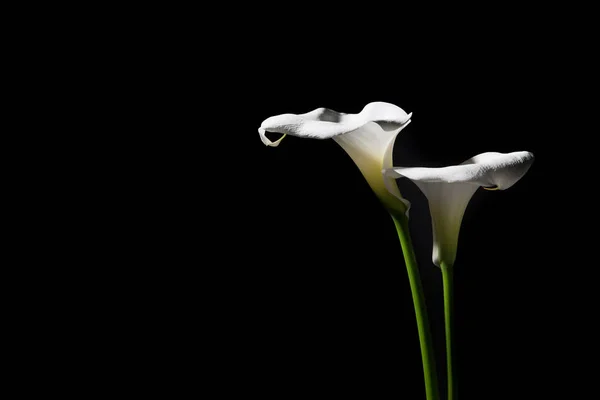 Deux calla lis en fleurs sur fond noir — Photo