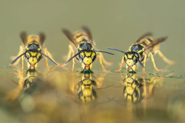 Drie wespen in het drinkwater van een rij in een tabel — Stockfoto