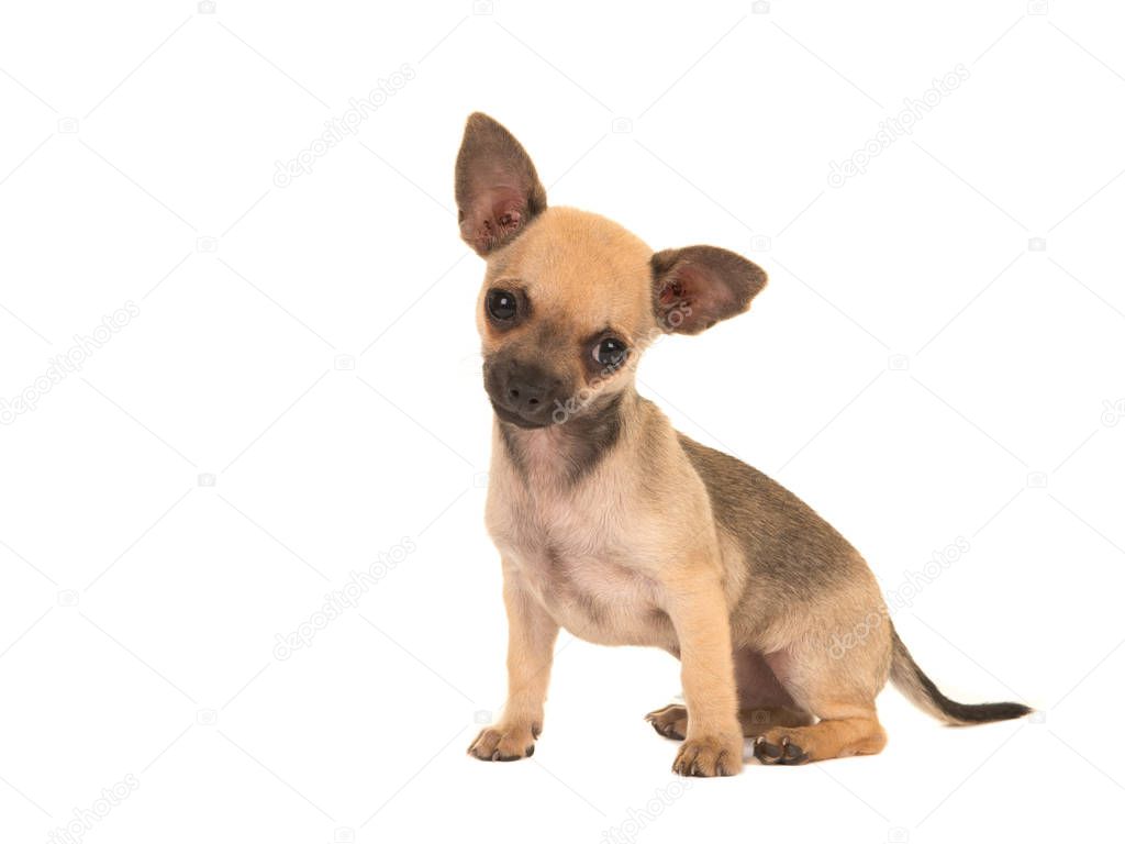 Cute brown chihuahua puppy dog sitting looking at camera