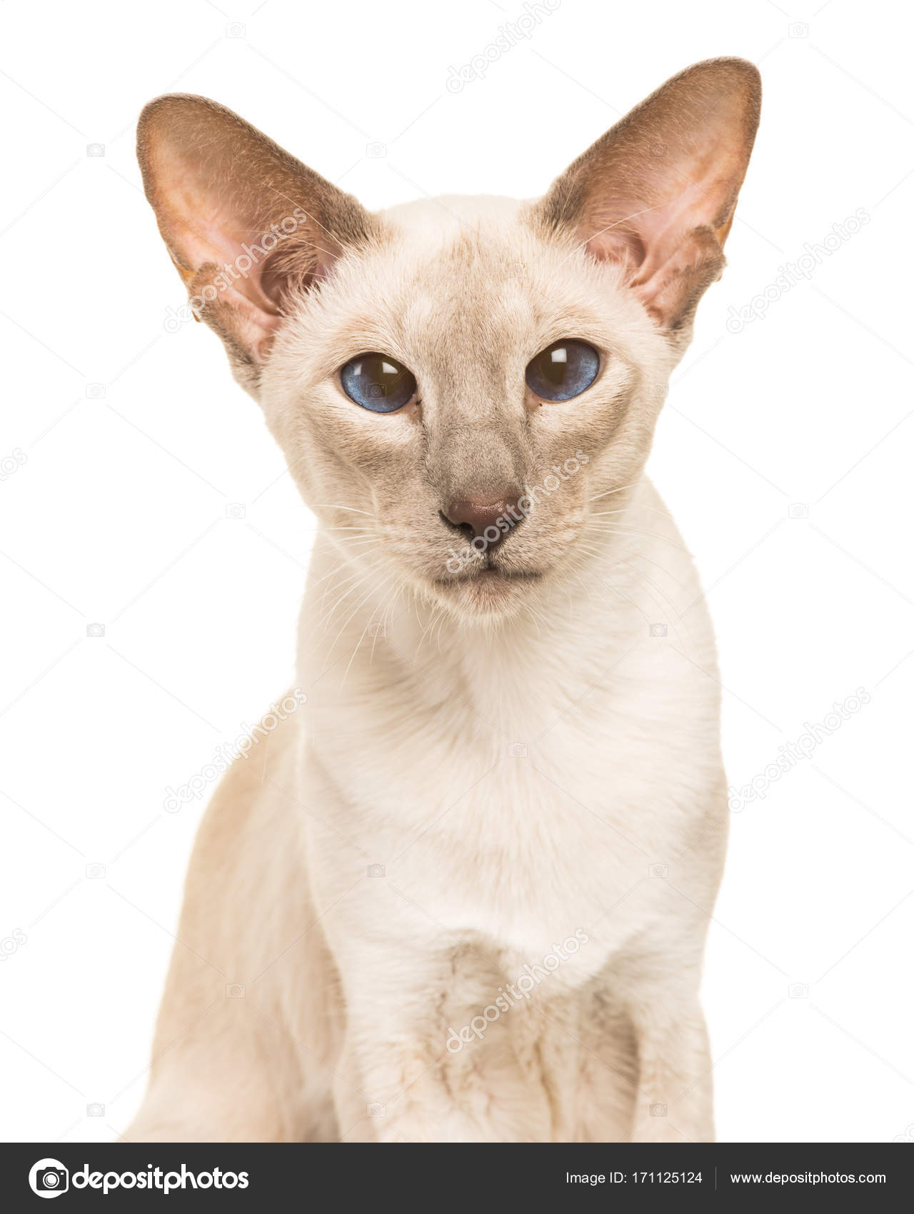 Portrait Of A Grey Oriental Shorthair Cat Looking At Camera