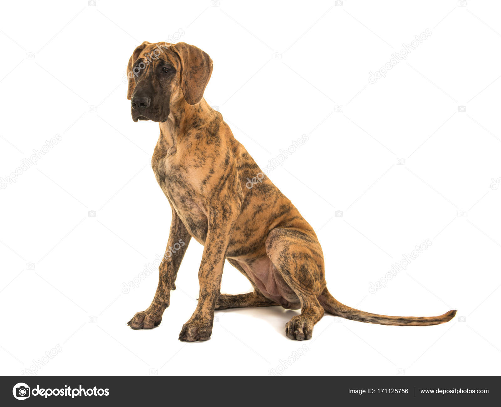 Ziemlich große junge erwachsene Dogge sitzt isoliert auf weißem