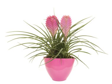 Pembe bromeliad bitki Pembe çiçek pot isoalted üzerinde beyaz bir ba