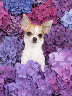 Chihuahua köpek portre arasında mor, mavi ve pembe ortanca çiçek çiçeklenme