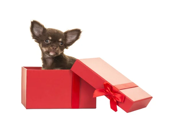 Χαριτωμένα καφέ Τσιουάουα κουτάβι σκυλί κάθεται σε ένα κόκκινο κουτί — Φωτογραφία Αρχείου