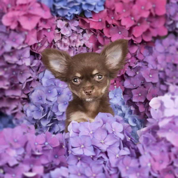 Çiçek açan çiçekler arasında kamera karşı karşıya sevimli sevimli chihuahua köpek yavrusu