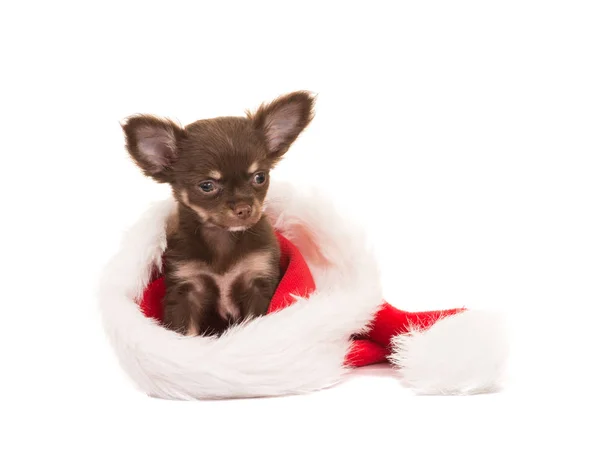 Aranyos barna chihuahua dog kiskutya ül a Mikulás kalapját — Stock Fotó