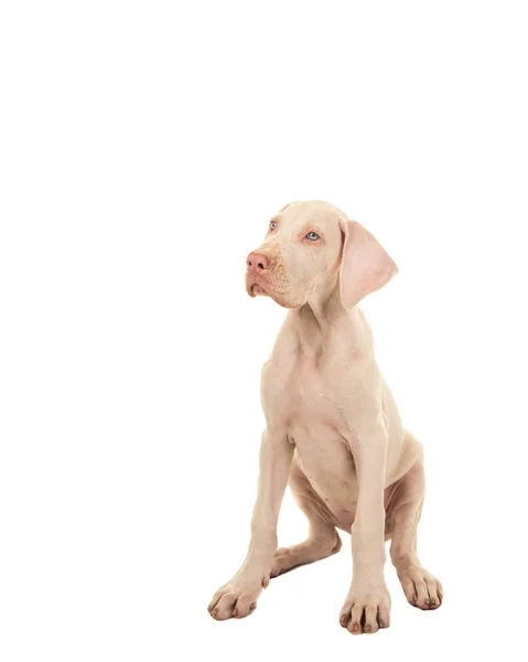 Bílá Německá doga pes s modrýma očima, sedí — Stock fotografie