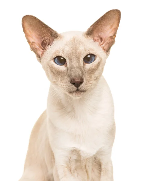 Retrato de un gato de taquigrafía oriental gris mirando cámara — Foto de Stock