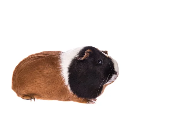 Dos lindos perros negros y blancos sentados borde collie cachorro — Foto de Stock