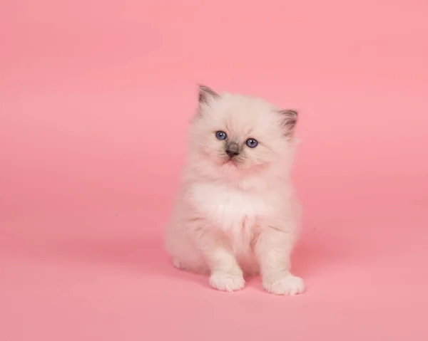 Cute baby Syjamski koty stoi aparat siedzi — Zdjęcie stockowe