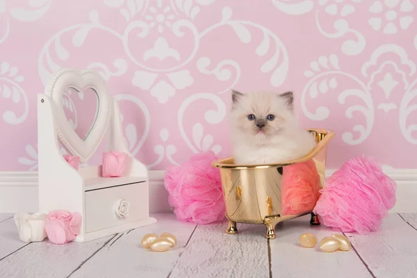 Bonito sentado bebê siamês gatos de frente para a câmera — Fotografia de Stock