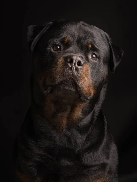 Retrato de perro Rottweiler sobre fondo negro —  Fotos de Stock