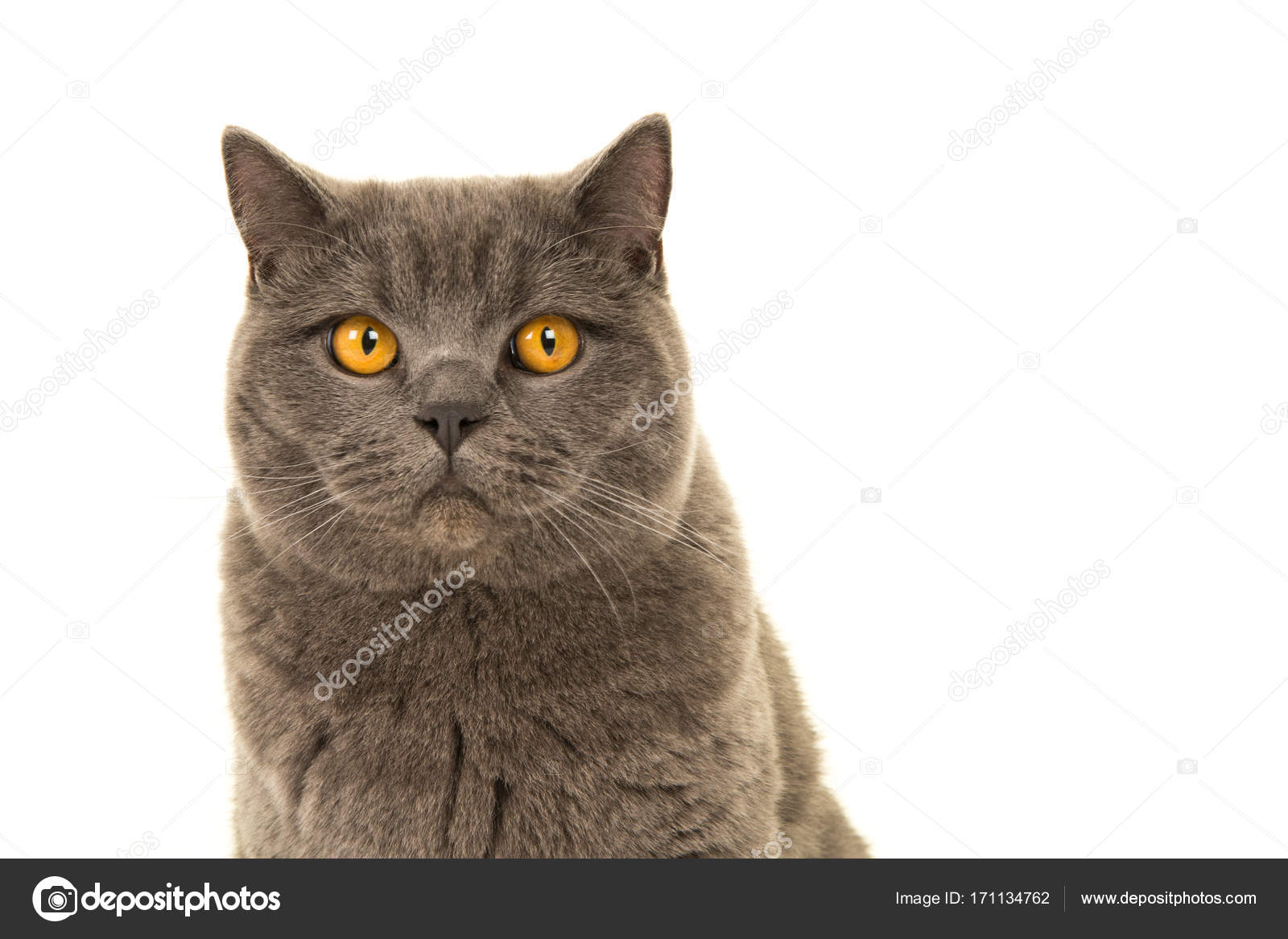 Portrait Of A Grey British Shorthair Cat Looking At Camera With