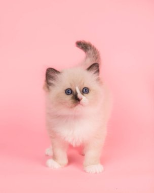 Sevimli bez bebek kedi yavrusu bebek kedi ayakta bir pembe bakarken