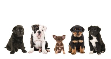 Beş farklı doğurmak-in köpek yavrusu köpek oturan sonraki birbirlerine beyaz bir arka plan üzerinde izole