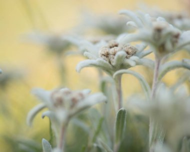 Alanında oldukça çiçeklenme edelweiss çiçek