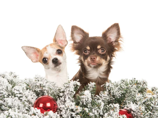 Cute chihuahua dog with a huge red christmas bow — Stock Photo, Image