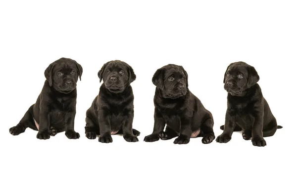 Ninhada de quatro cães negros labrador retriever cachorro isolado em um fundo branco — Fotografia de Stock