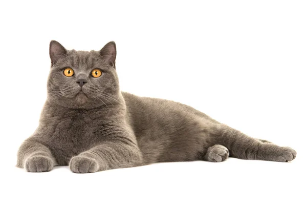 Pretty british shorthair cat lying on the floor seen from the side looking at the camera — Stock Photo, Image