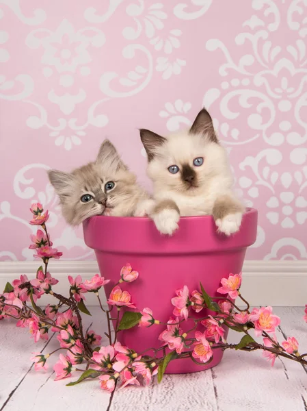 Dos muñecos de trapo bebé gatos en una maceta rosa con flores de color rosa —  Fotos de Stock