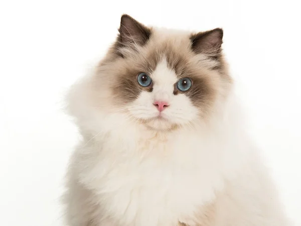 파란 눈 초상화 카메라 보고 꽤 성인 헝겊 인형 고양이 — 스톡 사진
