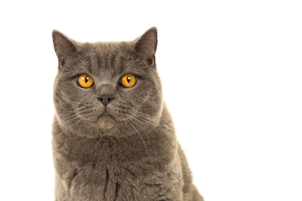 Retrato de um gato britânico cinza olhando para a câmera com olhos amarelos em um fundo branco — Fotografia de Stock