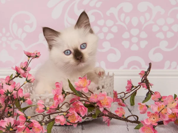 Bonito pano boneca bebê gato com olhos azuis de frente para a câmera em um cenário de sala de estar — Fotografia de Stock