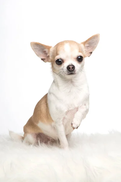 Lindo perro chihuahua sentado con su pata levantada sobre una piel blanca — Foto de Stock