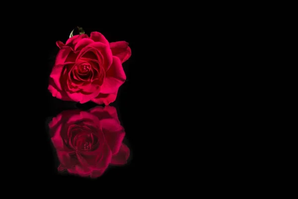 粉红色绽放美丽的玫瑰在黑色的背景下反射 — 图库照片