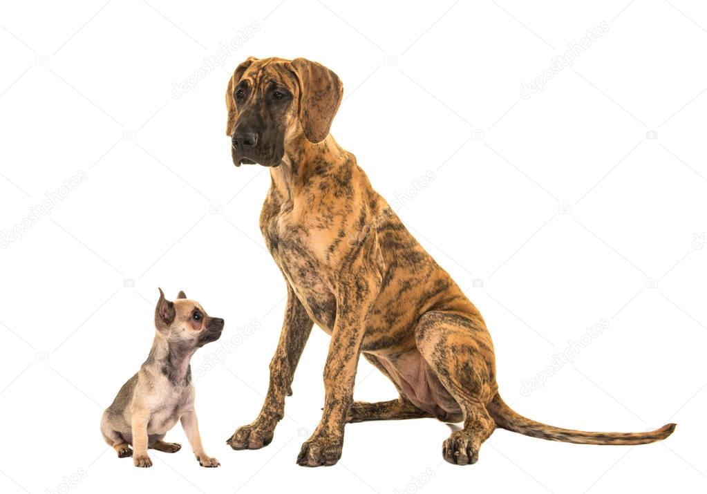 Brown great dane and cute chihuahua looking up to the great dane