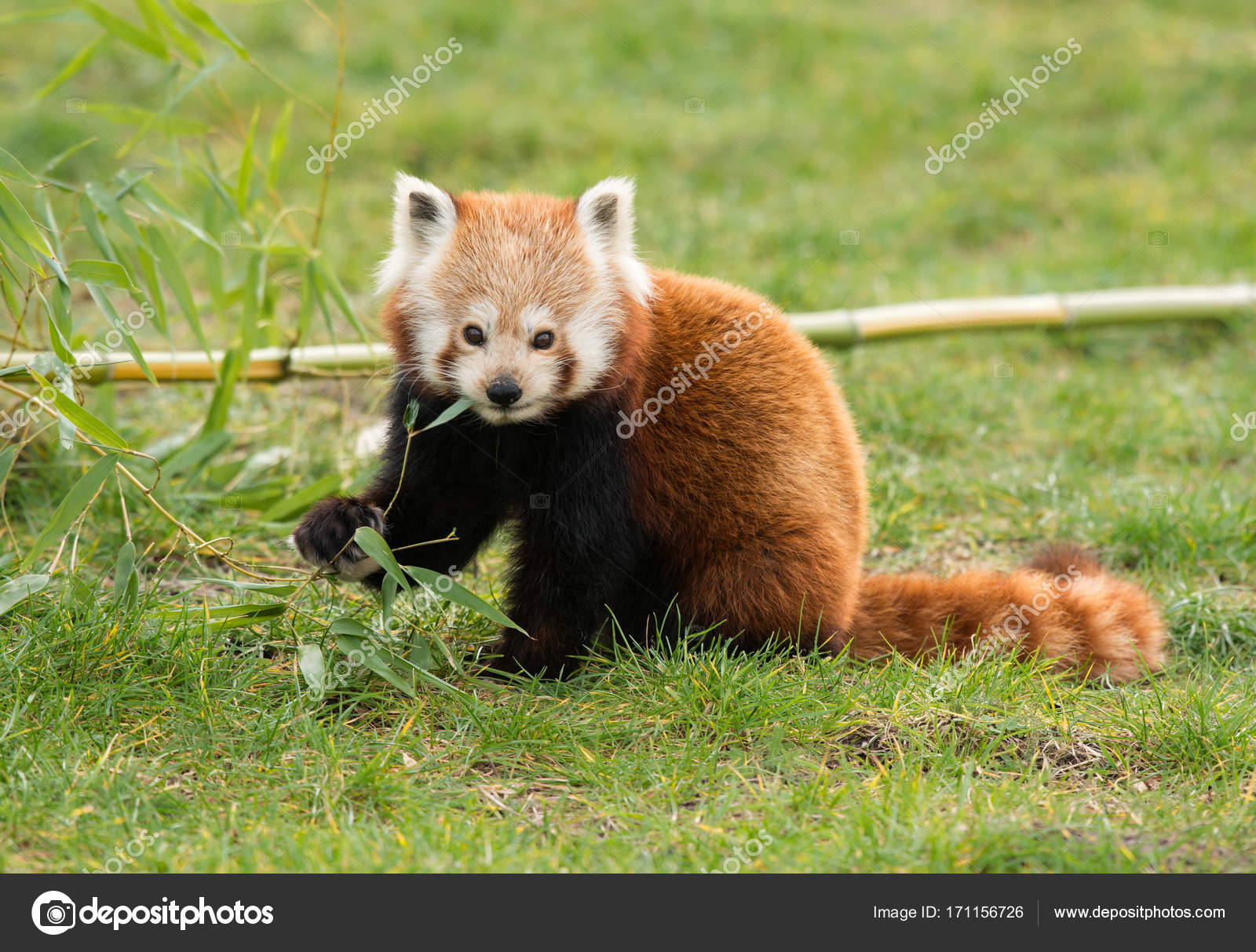 Cute Red Panda Eating Bamboo Sitting In The Grass Stock Photo By C Miraswonderland