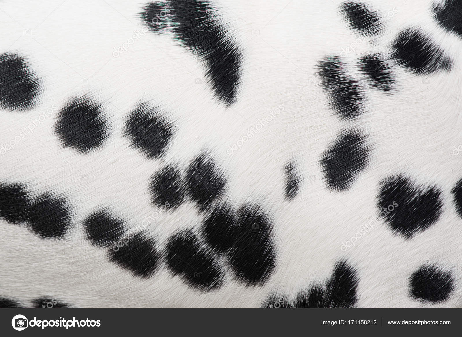 Full screen dalmatian spots pattern Stock Photo by ©Miraswonderland