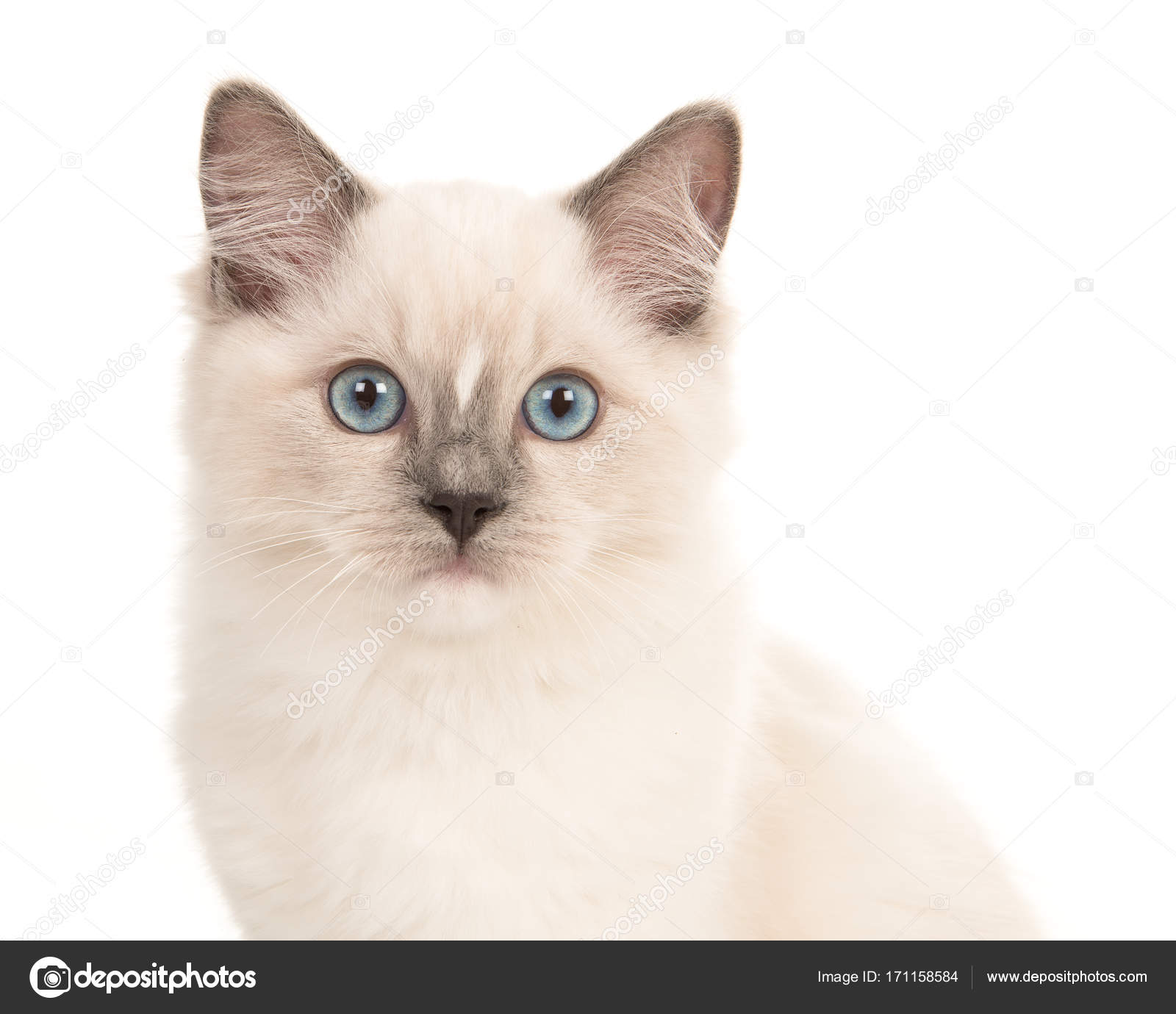 Porträt Einer Rag Doll Baby Katze Mit Blauen Augen Blick In