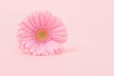 Pembe krizantem çiçeği bir pembe yalan