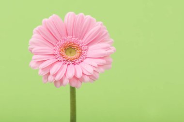 Pembe krizantem çiçeği yumuşak yeşil arka plan üzerinde kök ile