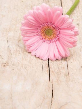 scaffolden ahşap bir masa üzerinde pembe gerbera