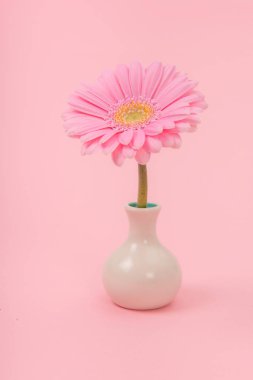 Yumuşak pembe bir arka plan üzerinde beyaz bir vazo içinde Pembe çiçek açan gerbera çiçek