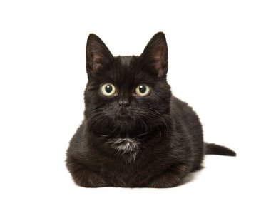 Kara kedi ön görülen yerde yatarken