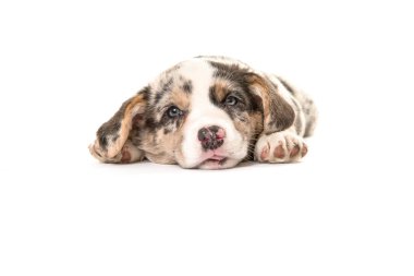 Kamera karşı karşıya ve yatarken şirin yorgun Galce corgi köpek yavrusu