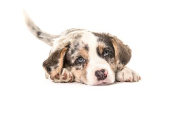 Onun kuyruk sallama yere uzanarak ön görülen şirin Galce corgi köpek yavrusu