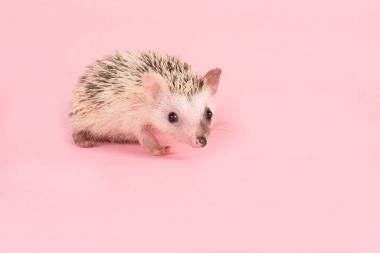 Afrika cüce kirpi pembe bir arka plan üzerinde yürüme Cute