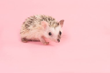 Cute walking African Pygmy Hedgehog on a pink background clipart